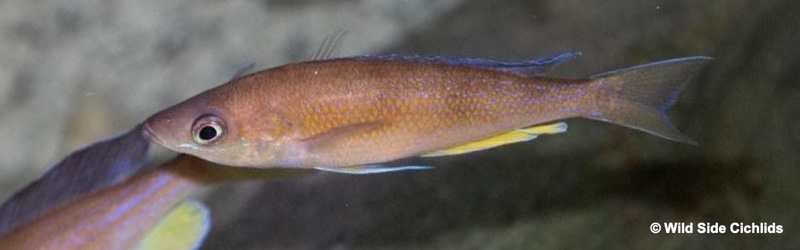 Cyprichromis pavo 'Kamakonde'